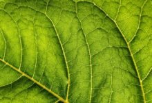 taraka ratna s personal life