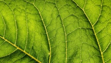 taraka ratna s personal life